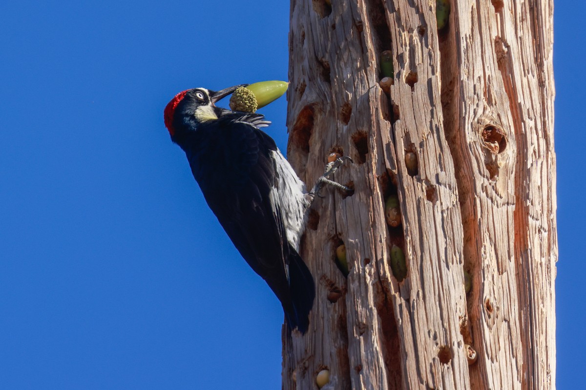 Acorn Woodpecker - ML610412701