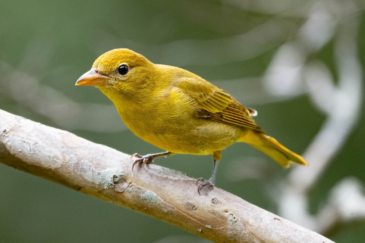 Summer Tanager - Mary Stripling