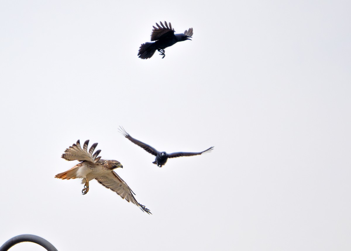 Red-tailed Hawk - ML610412731