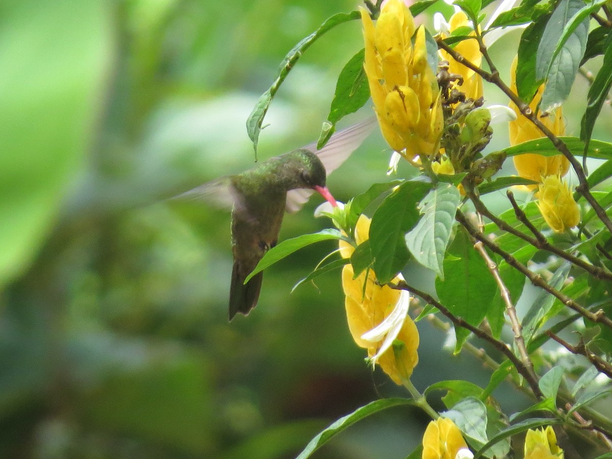Gilded Hummingbird - ML610412755
