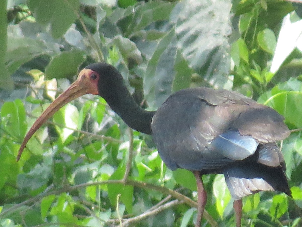 ibis tmavý - ML610412786