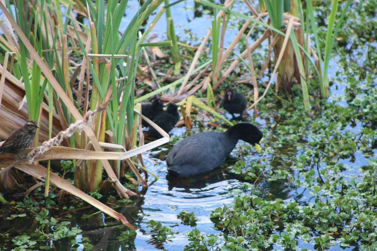 Red-gartered Coot - ML610412796