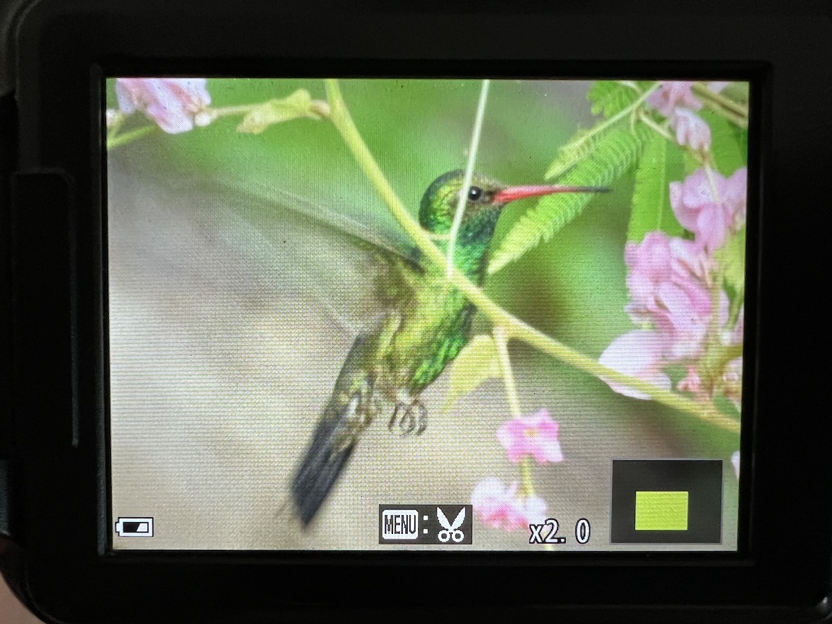 Colibrí Piquiancho de Tres - ML610412817