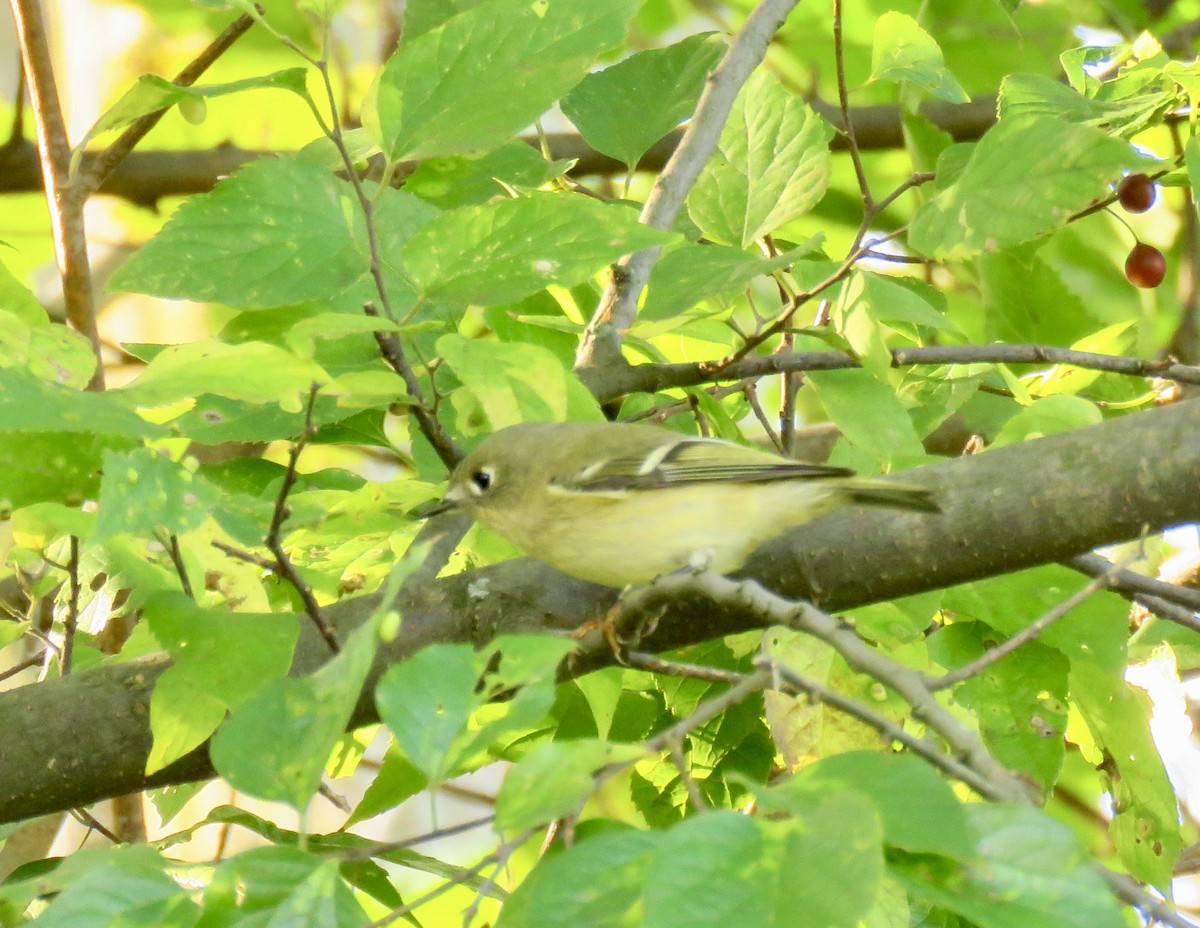 Golden-crowned Kinglet - ML610412909