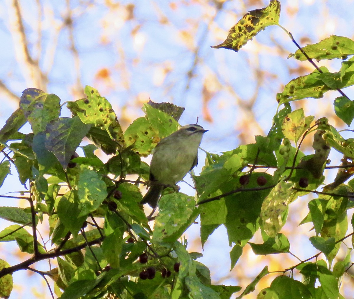 Golden-crowned Kinglet - ML610412939