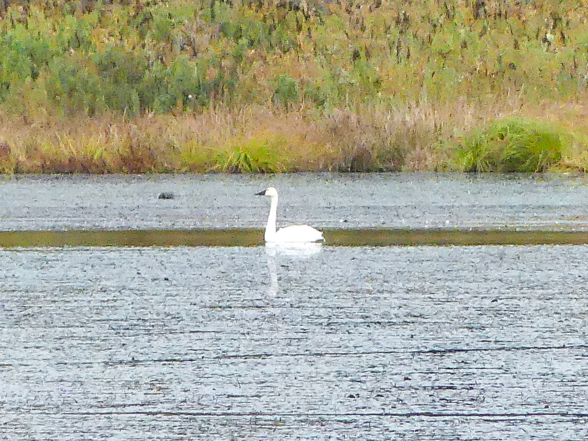 Trumpeter Swan - ML610412998