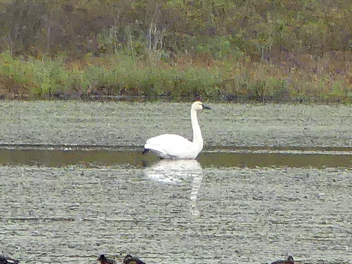 Trumpeter Swan - ML610413001