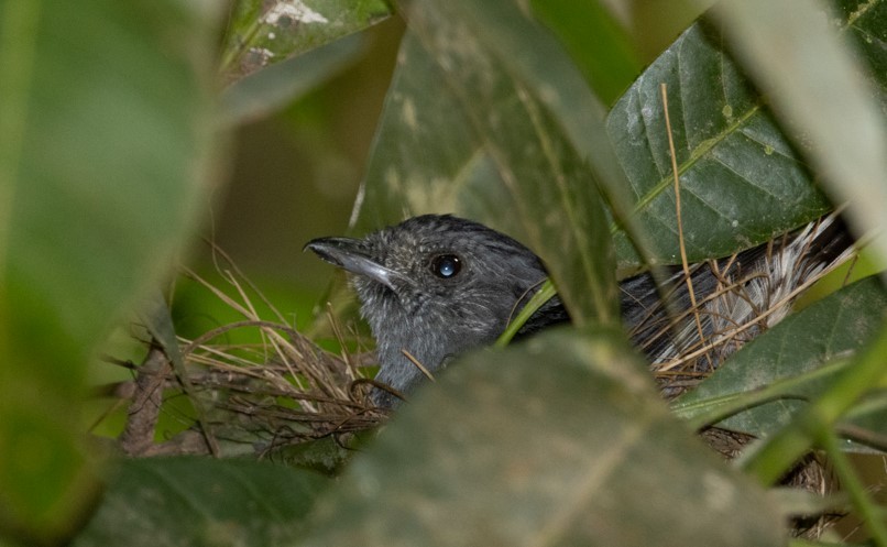 Variable Antshrike - ML610413009