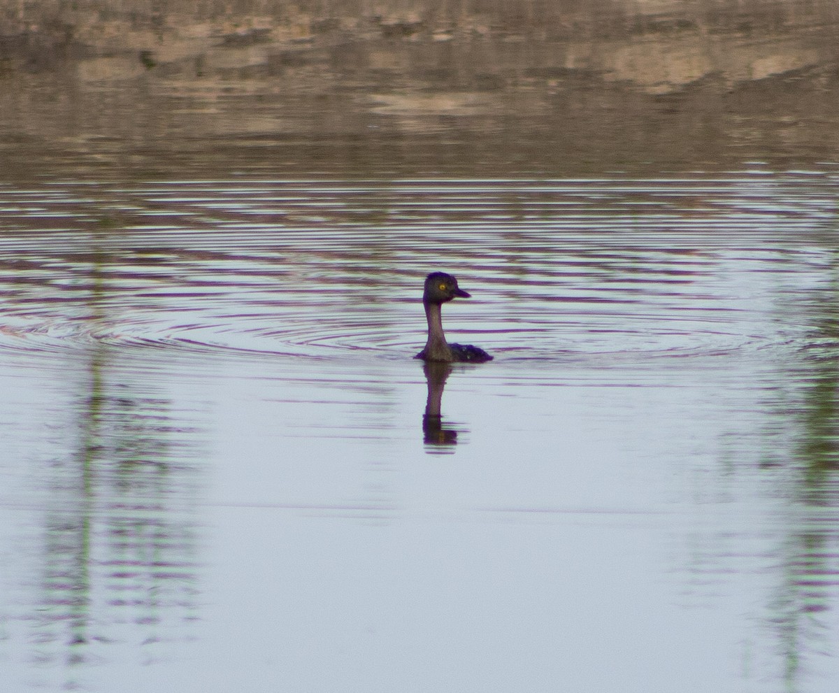 Least Grebe - ML610413070