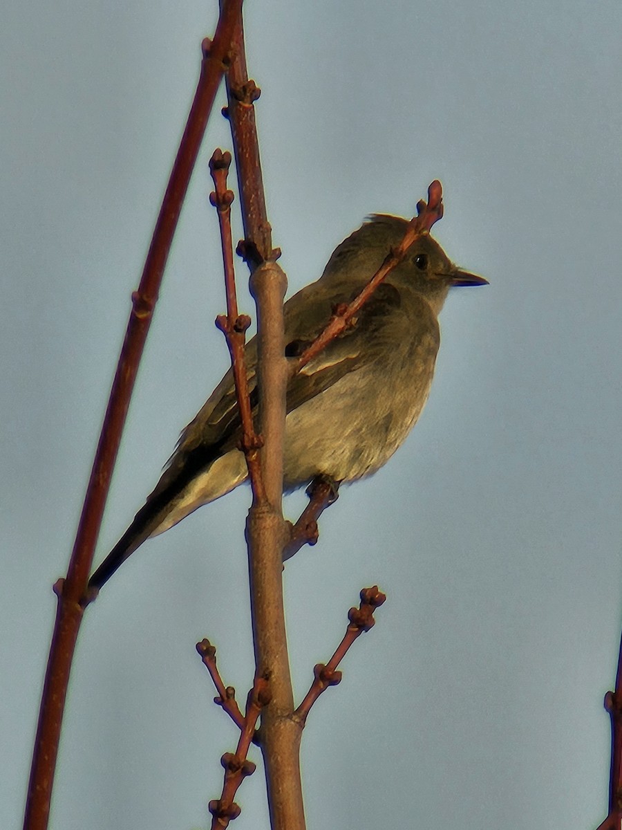 Western Wood-Pewee - ML610413103