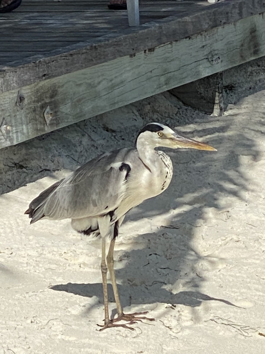 Gray Heron - Kim Weeks