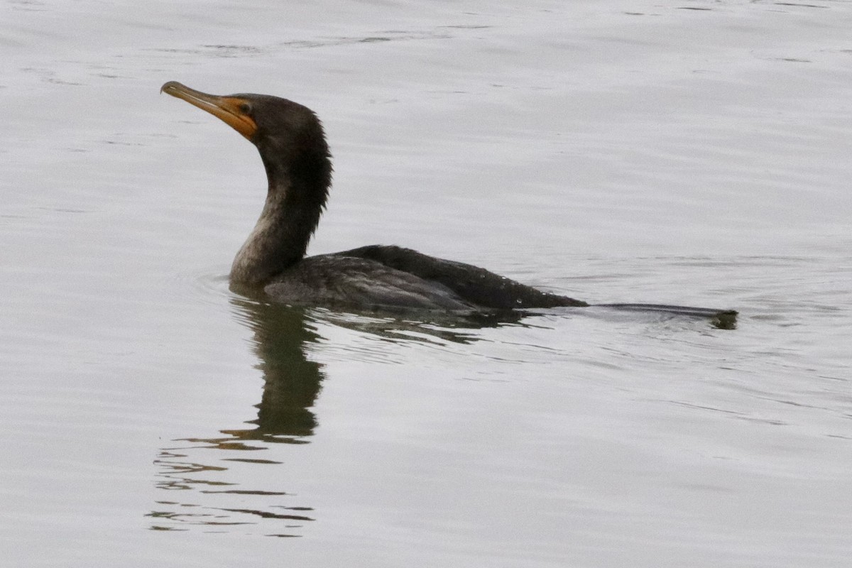 Double-crested Cormorant - Jay & Judy Anderson