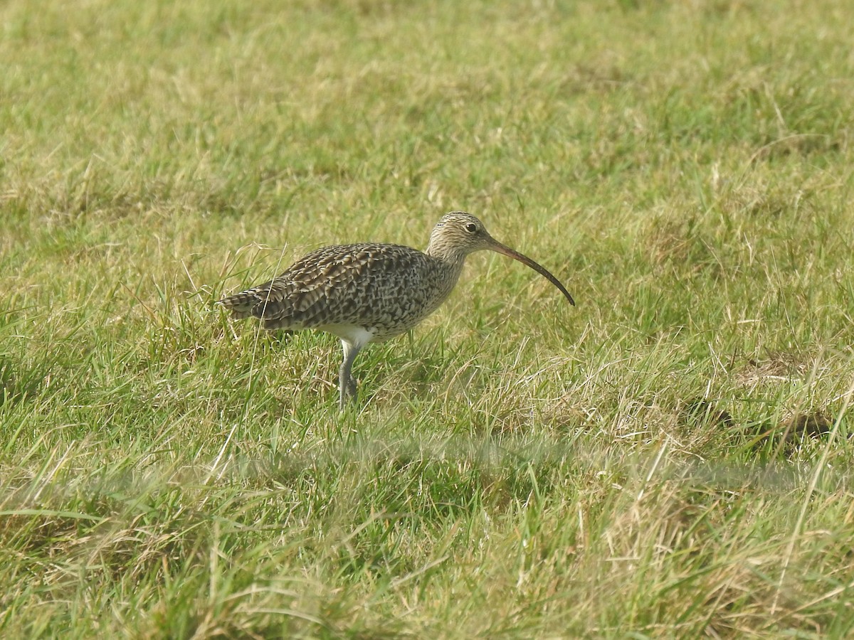 Eurasian Curlew - ML610413290