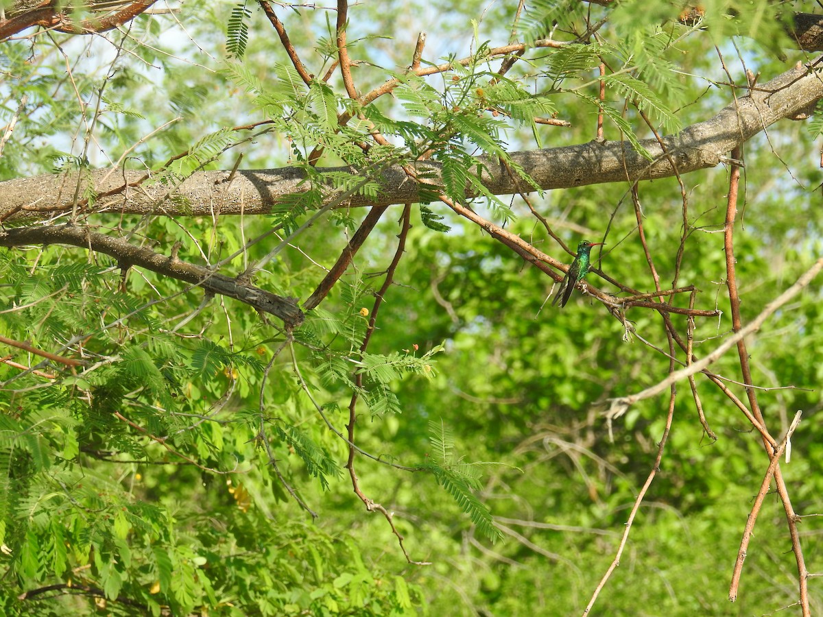 Tres Marias Hummingbird - michael carmody