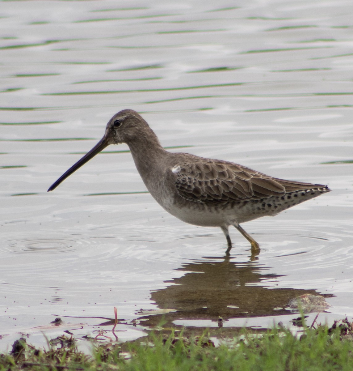 Long-billed Dowitcher - Jeffry Morataya