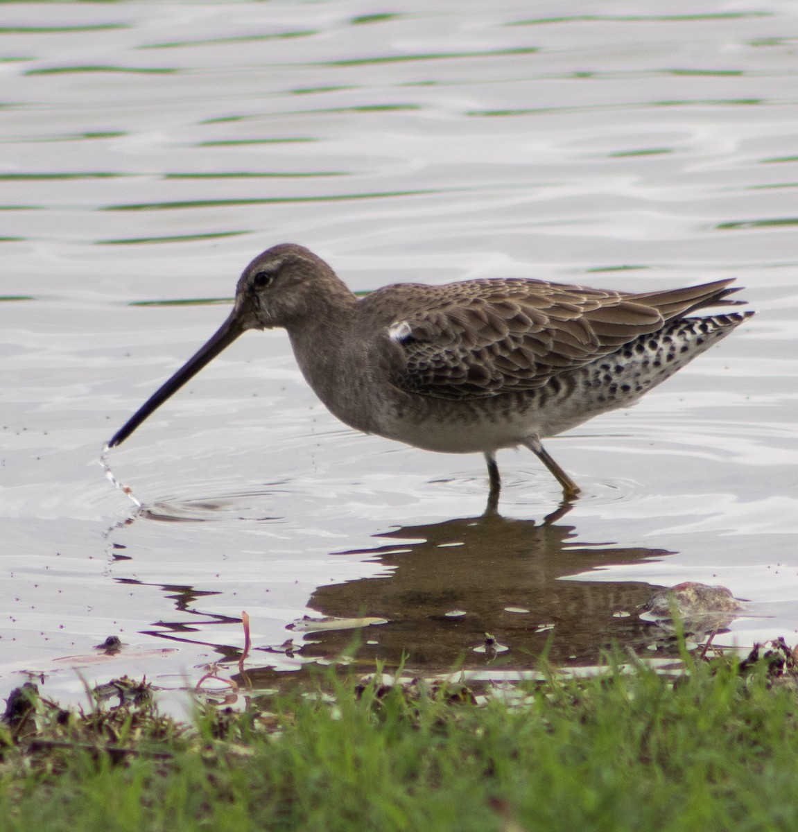 Long-billed Dowitcher - ML610413335