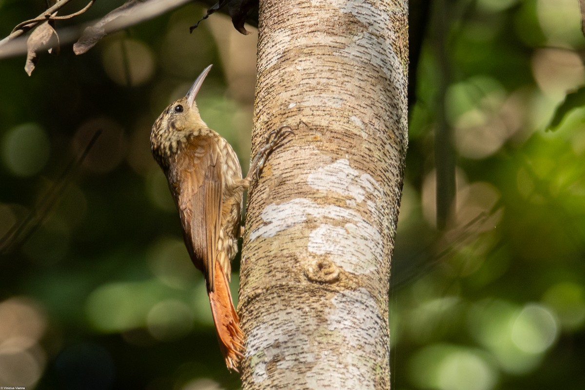 Lesser Woodcreeper - ML610413379