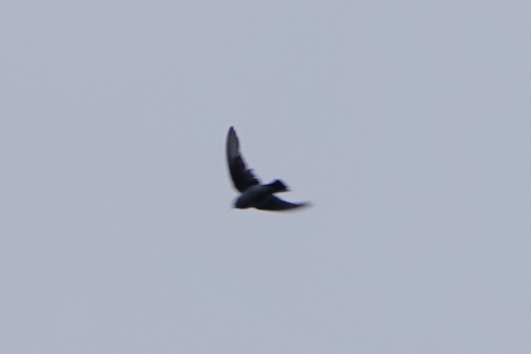 Black Swift - ML610413392