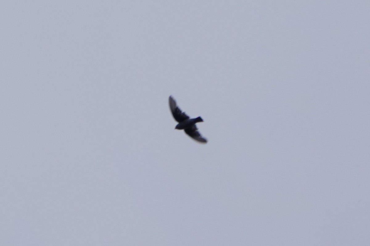 Black Swift - ML610413394