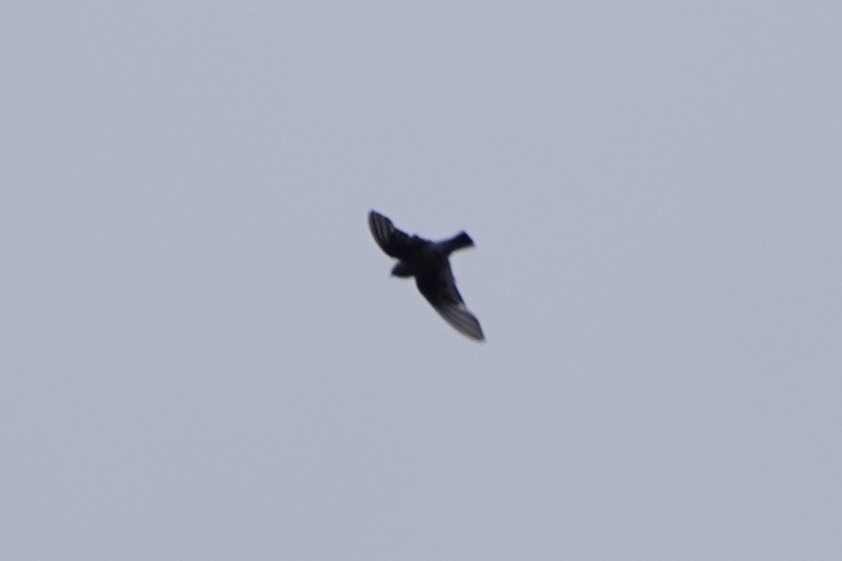 Black Swift - ML610413395