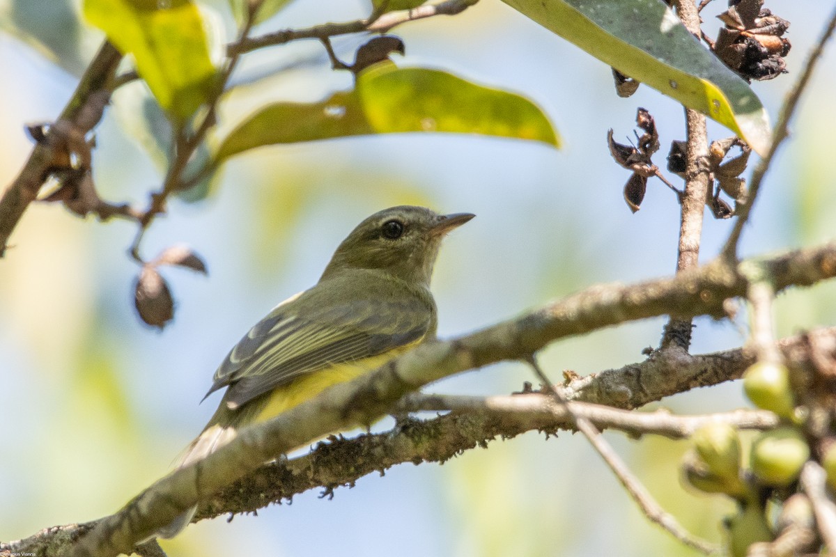 Greenish Elaenia - ML610413409