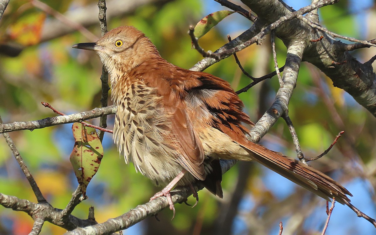 Brown Thrasher - ML610413434