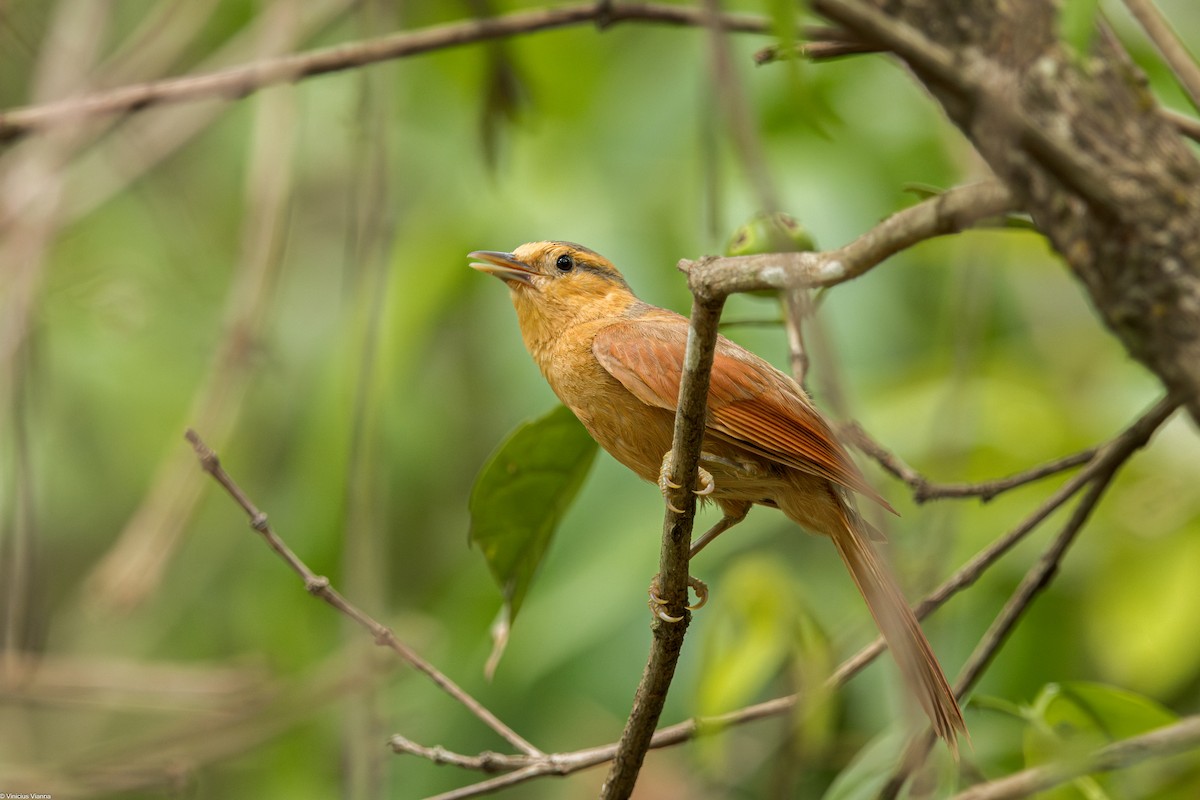 Buff-fronted Foliage-gleaner - ML610413464