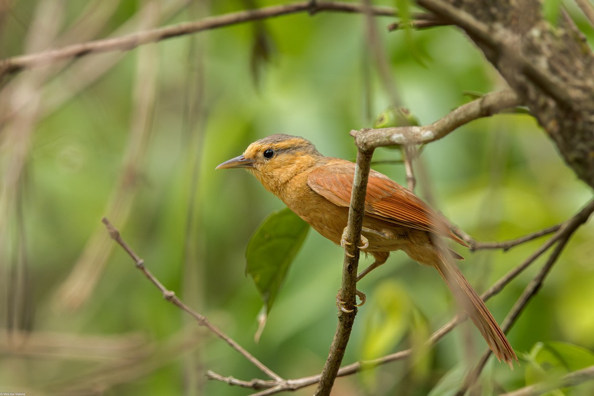 Buff-fronted Foliage-gleaner - ML610413465