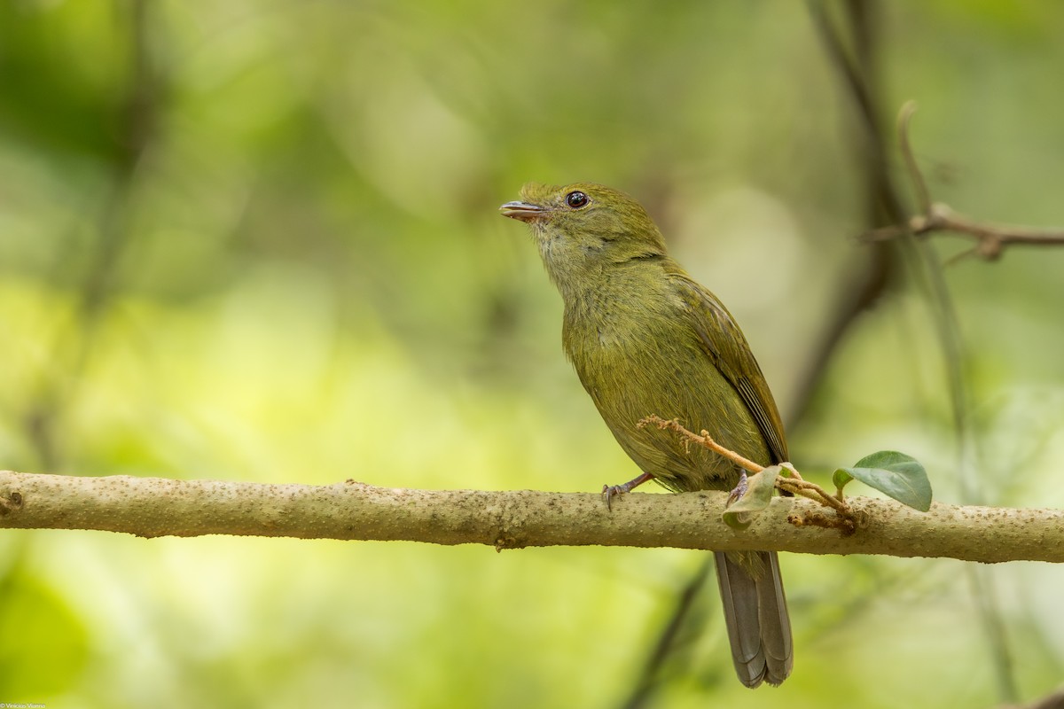 Helmeted Manakin - ML610413472