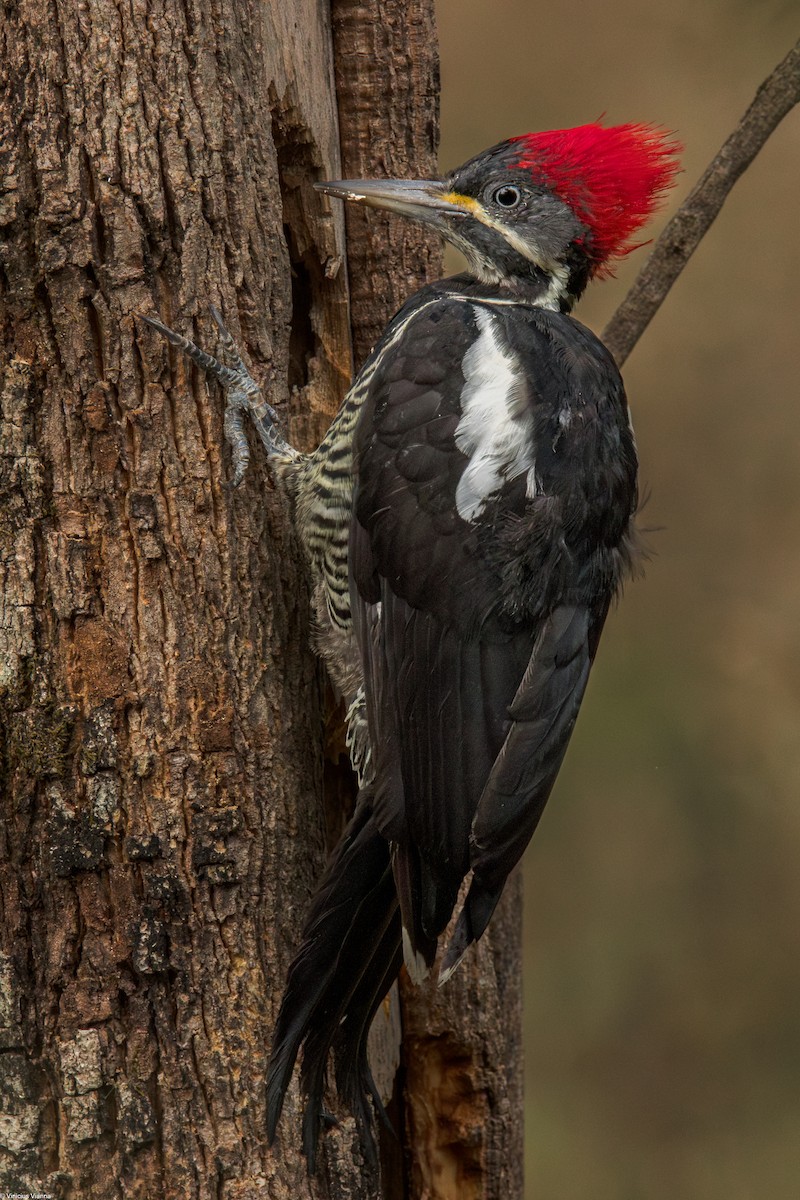 Lineated Woodpecker - ML610413527