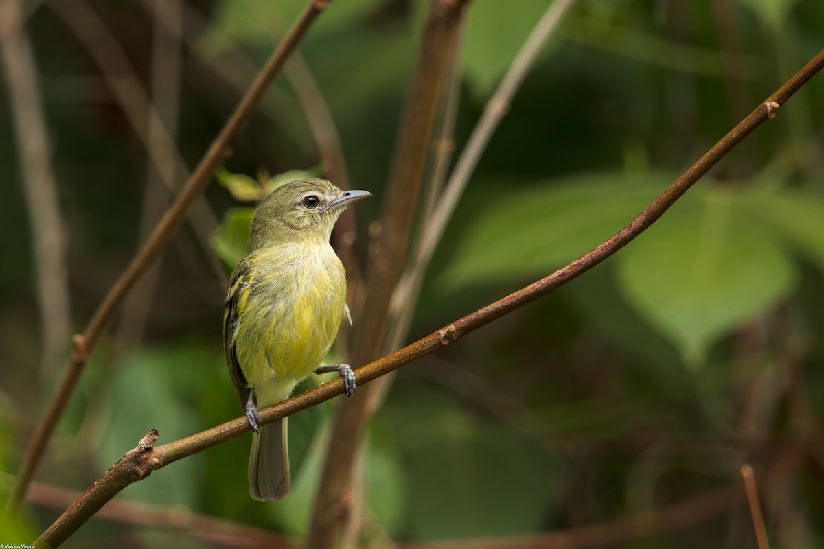 Yellow-olive Flatbill - ML610413550
