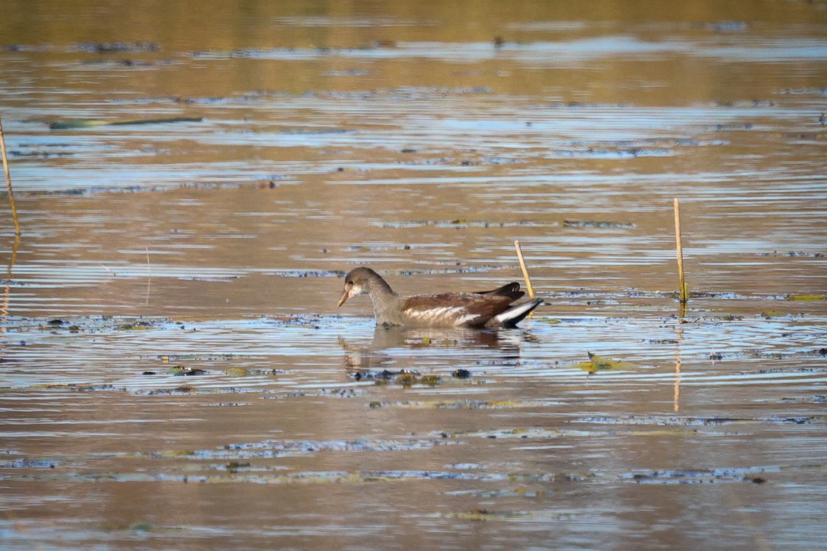 Common Gallinule - ML610413552