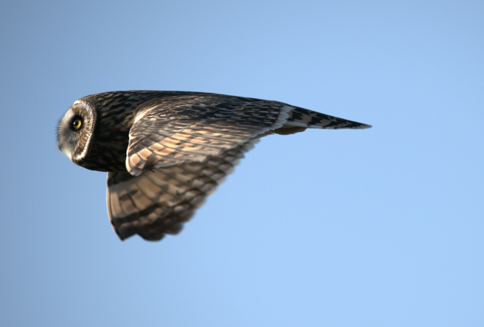 Short-eared Owl - ML610413561