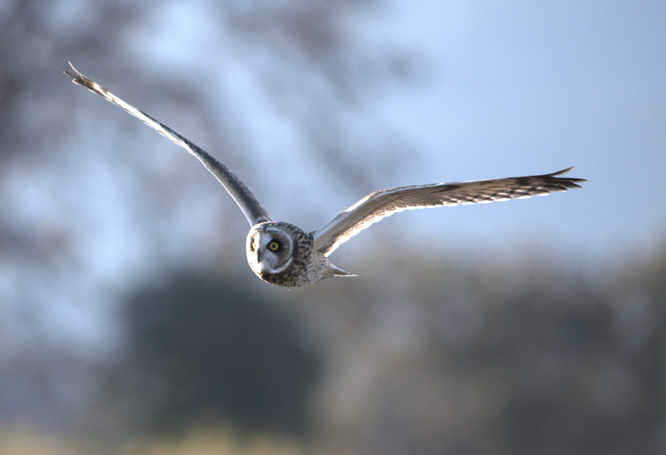 Hibou des marais - ML610413562