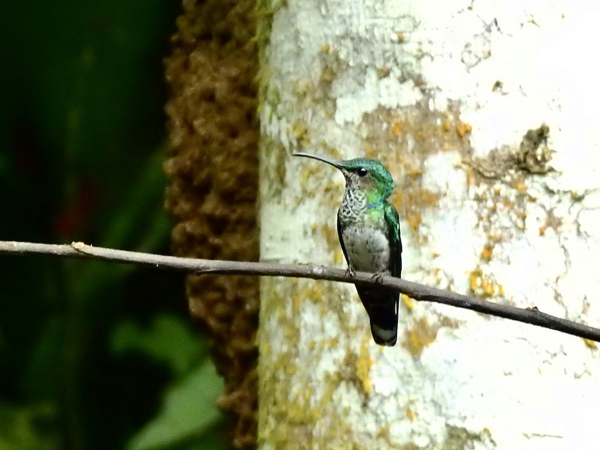 White-necked Jacobin - Michael Young