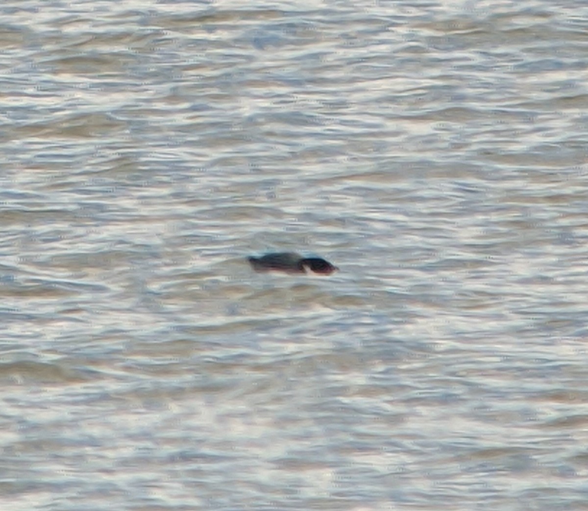 Guillemot à cou blanc - ML610413577
