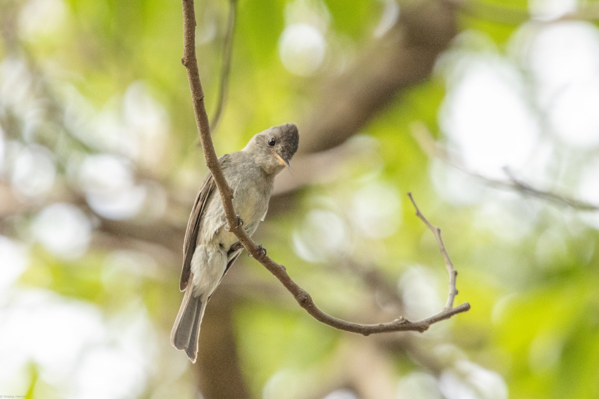 Southern Tropical Pewee - ML610413596
