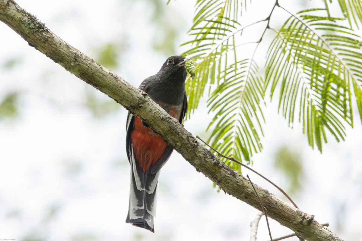 Surucua Trogon - ML610413644