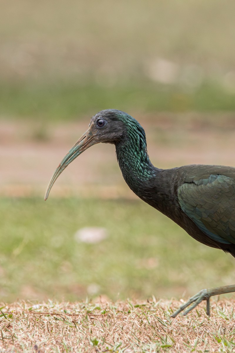 Green Ibis - ML610413687