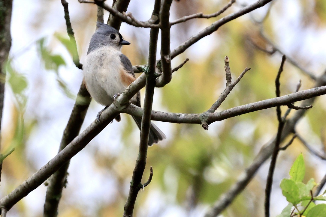 Tufted Titmouse - sandy berger