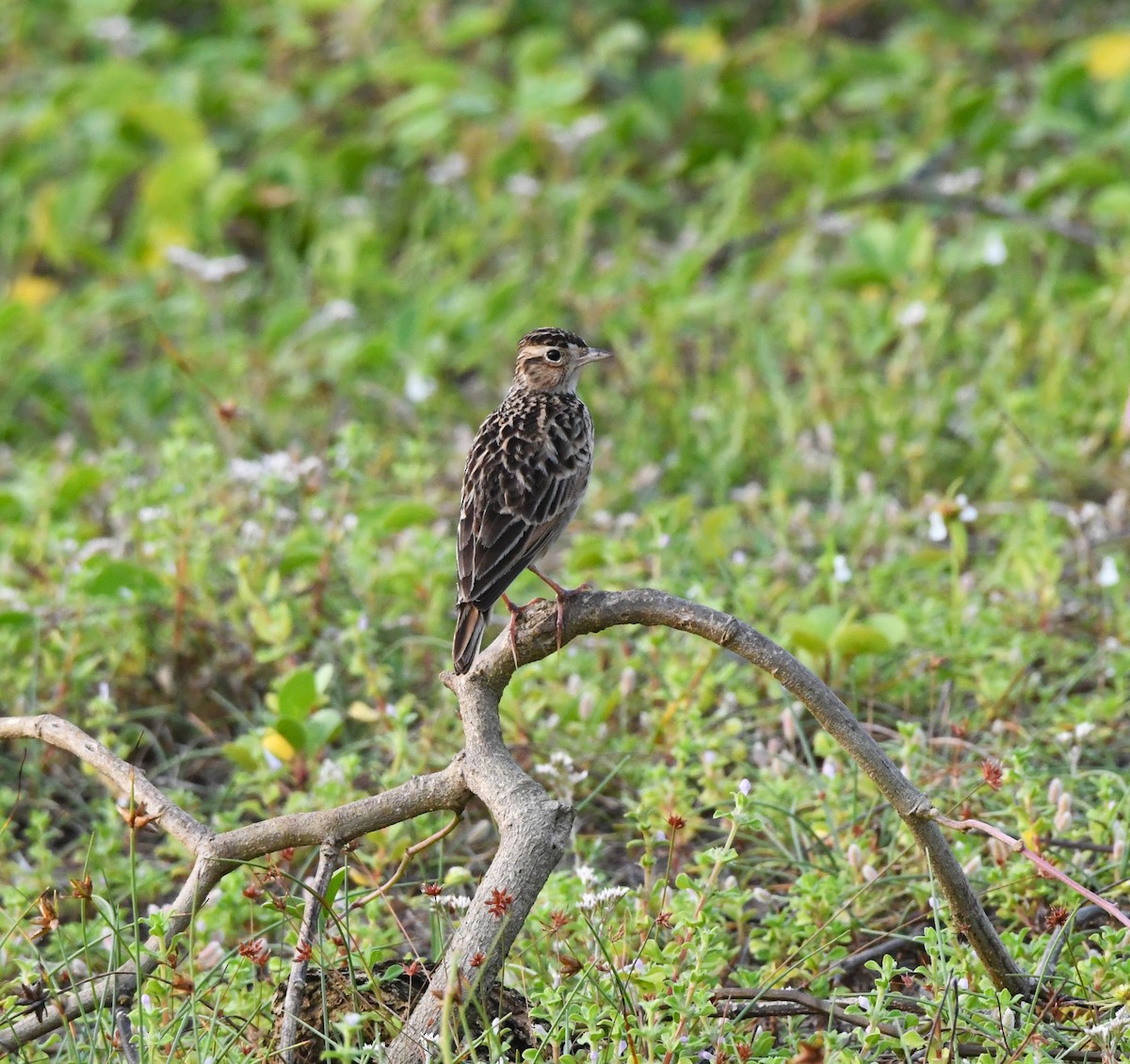 Oriental Skylark - ML610413764