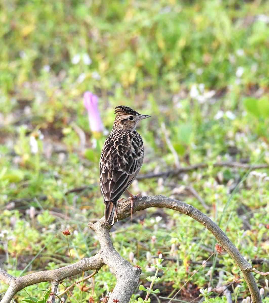 Oriental Skylark - ML610413786