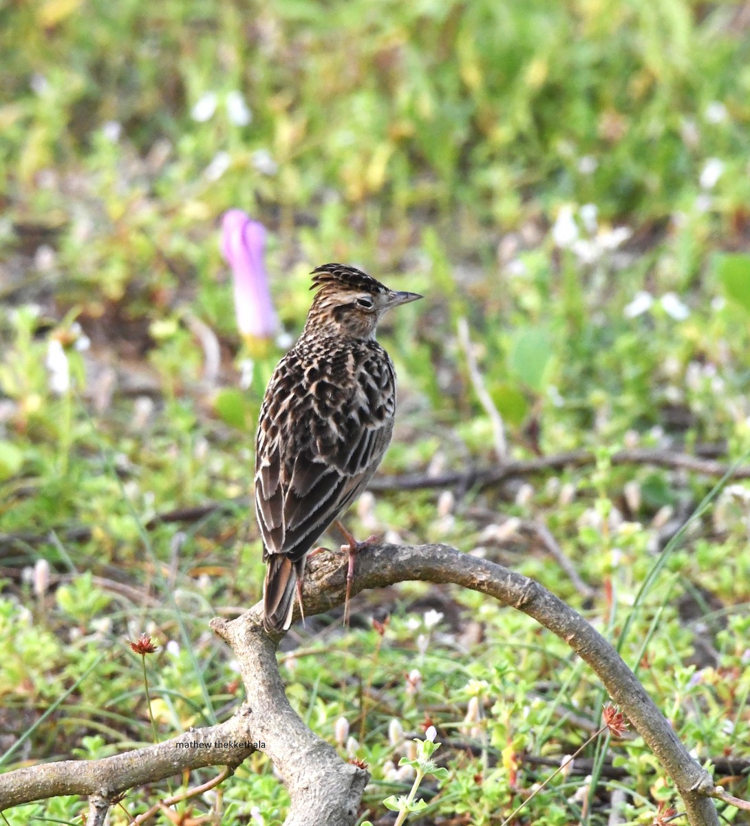 Oriental Skylark - ML610413797