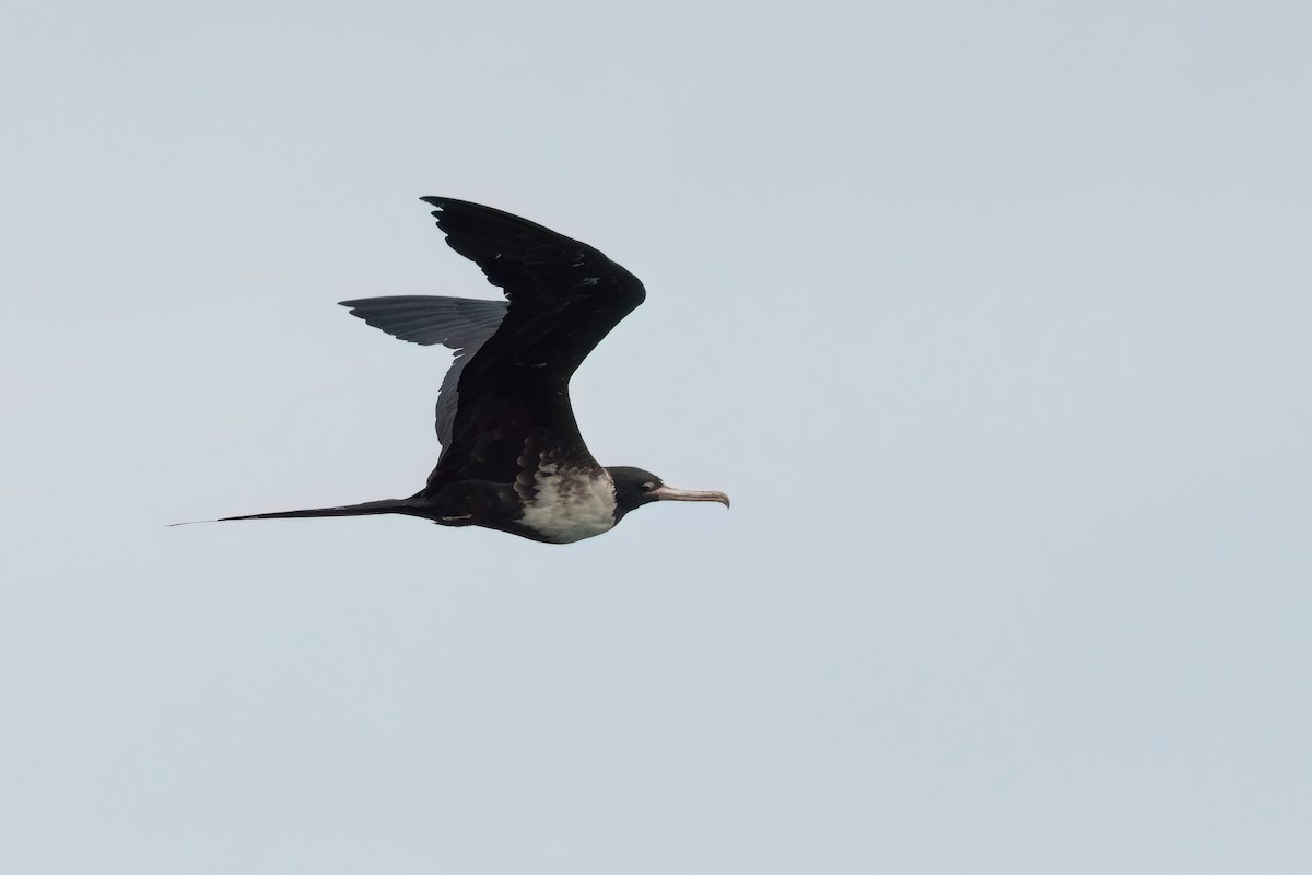 Magnificent Frigatebird - ML610414041