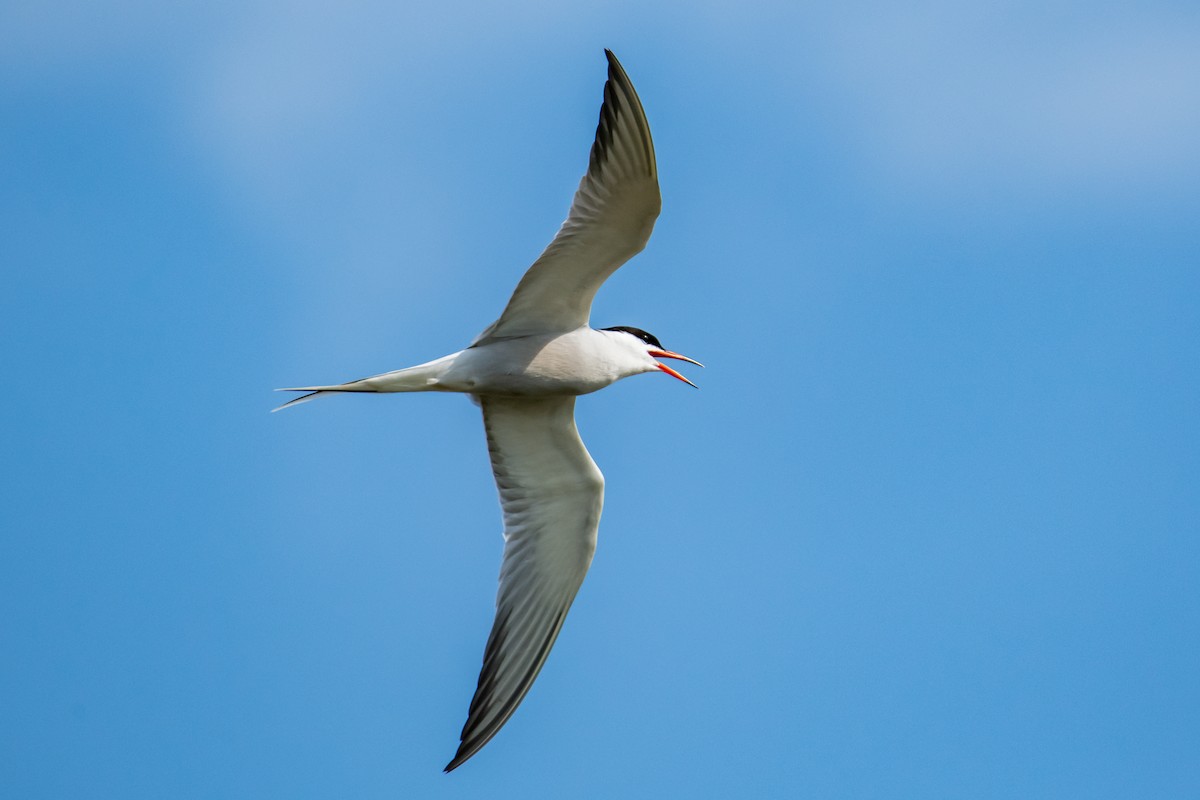 Common Tern - ML610414058