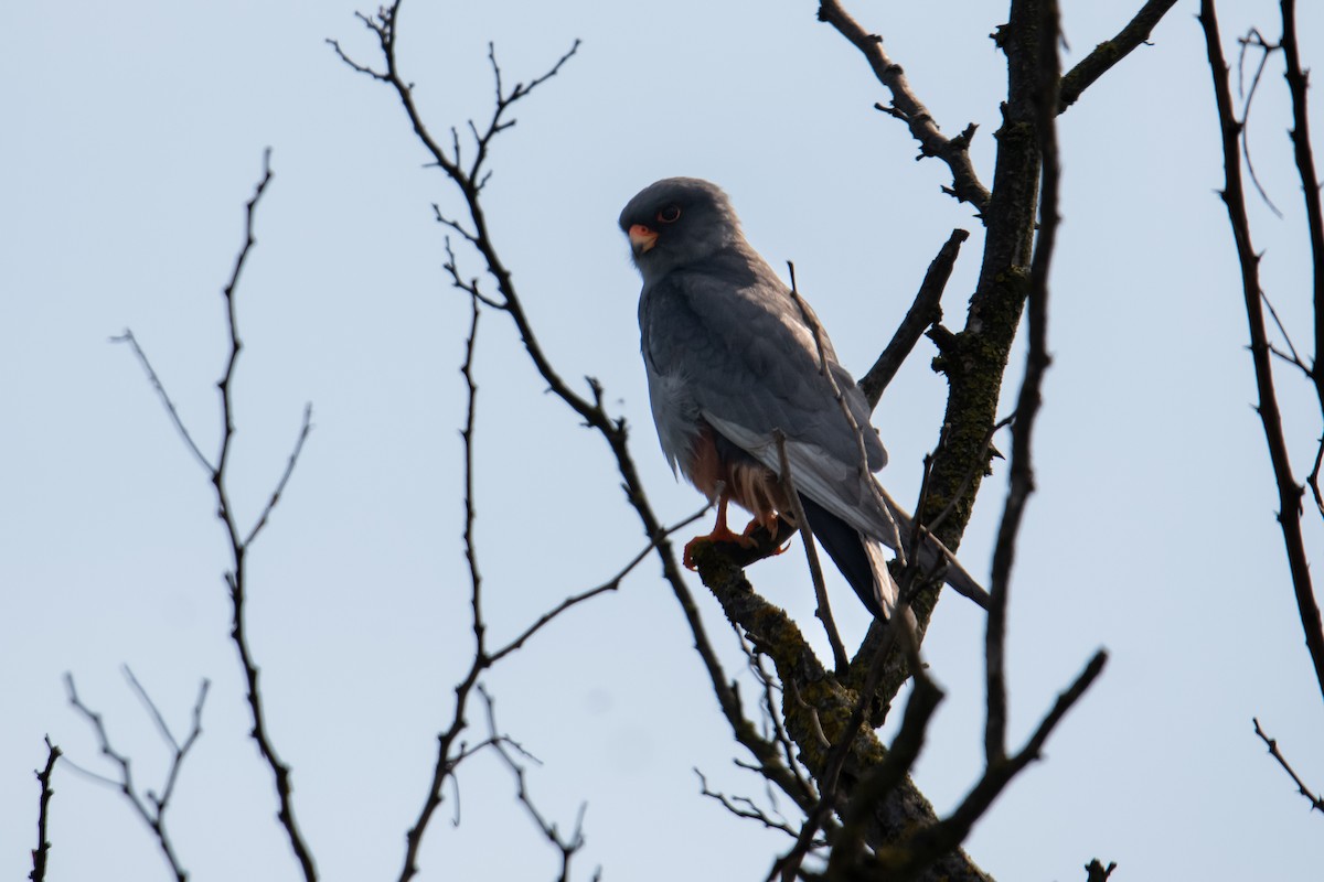 Red-footed Falcon - ML610414236