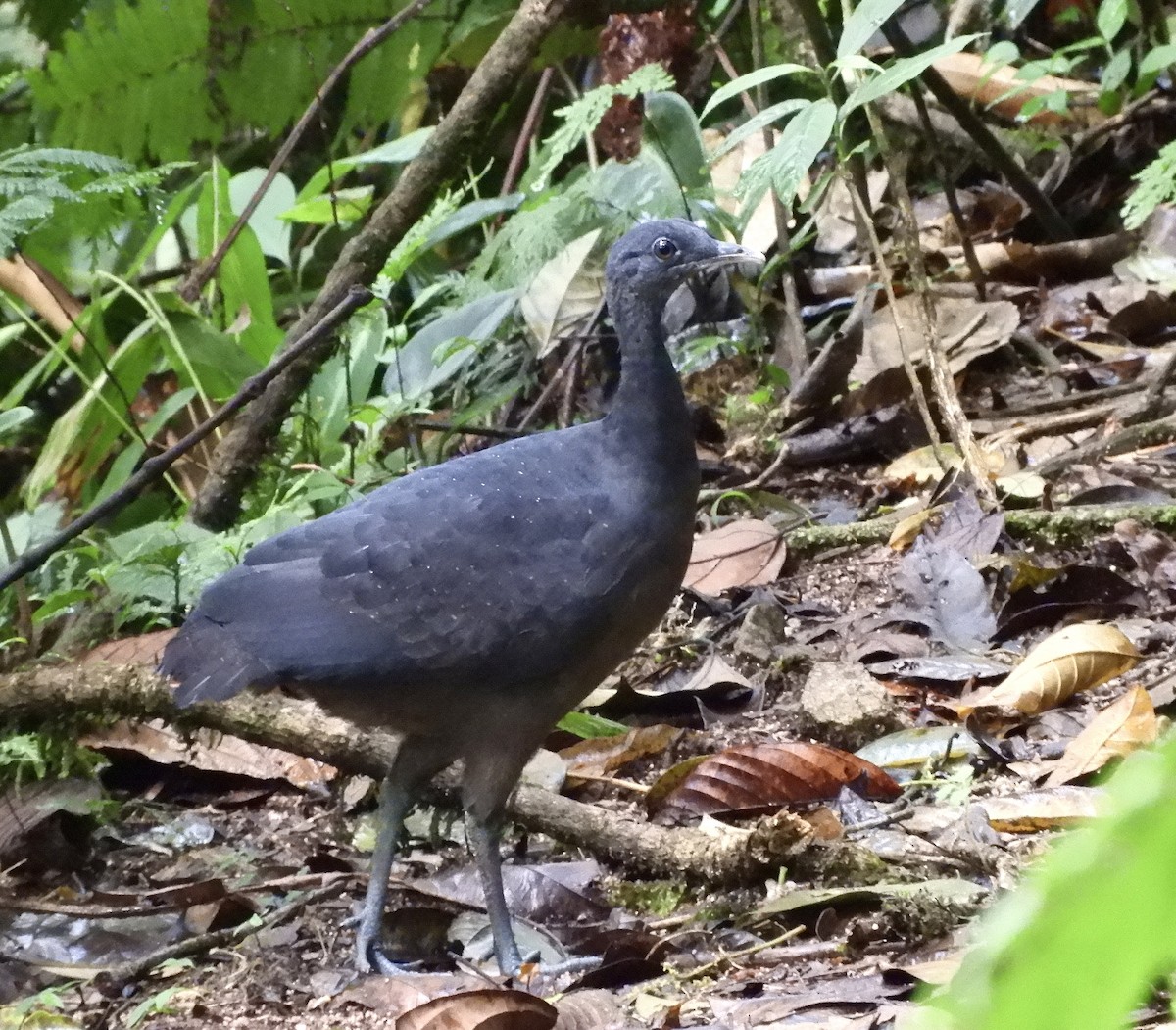 Black Tinamou - Jeronimo Marin ramirez