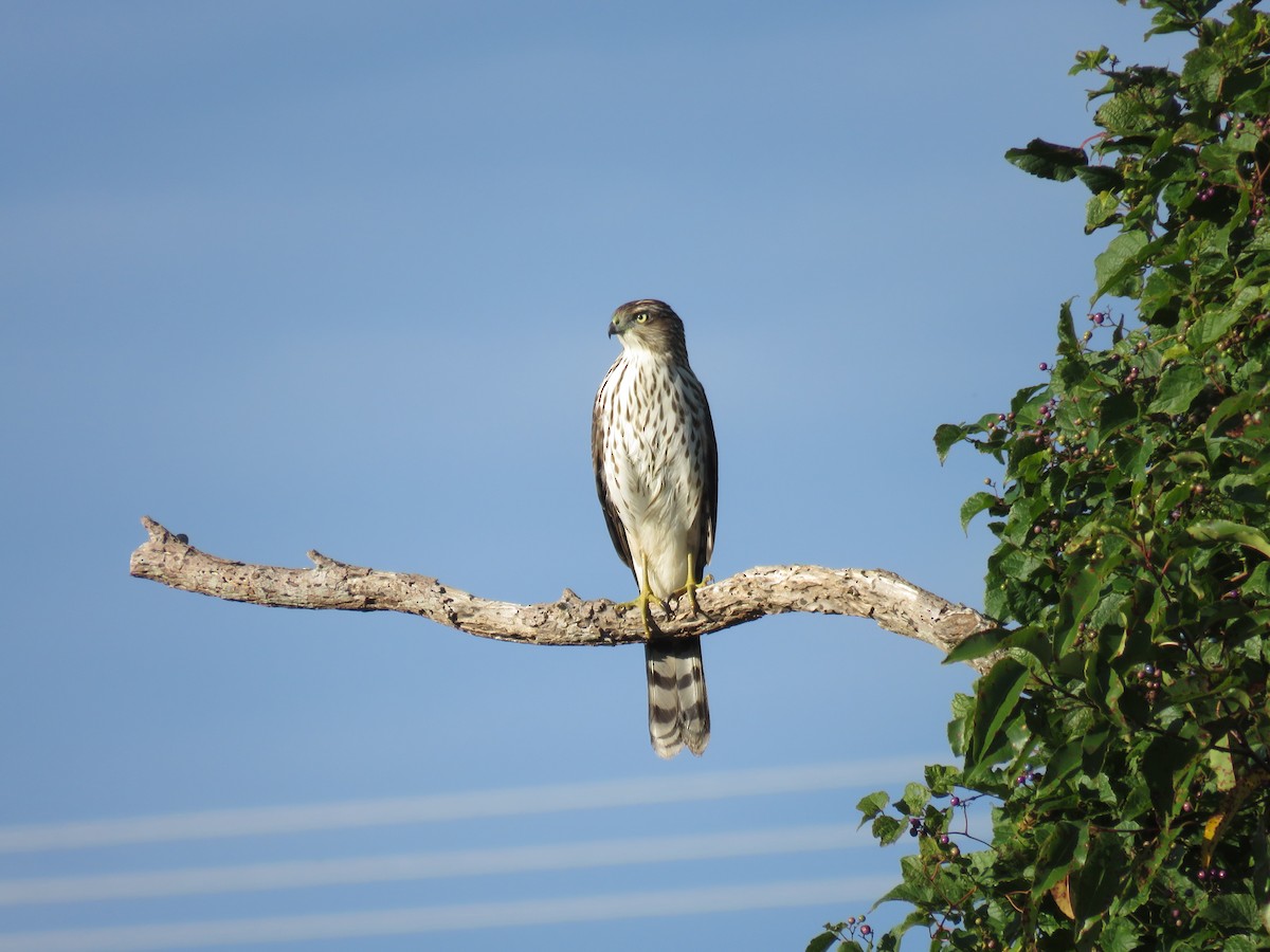 Cooper's Hawk - ML610414273