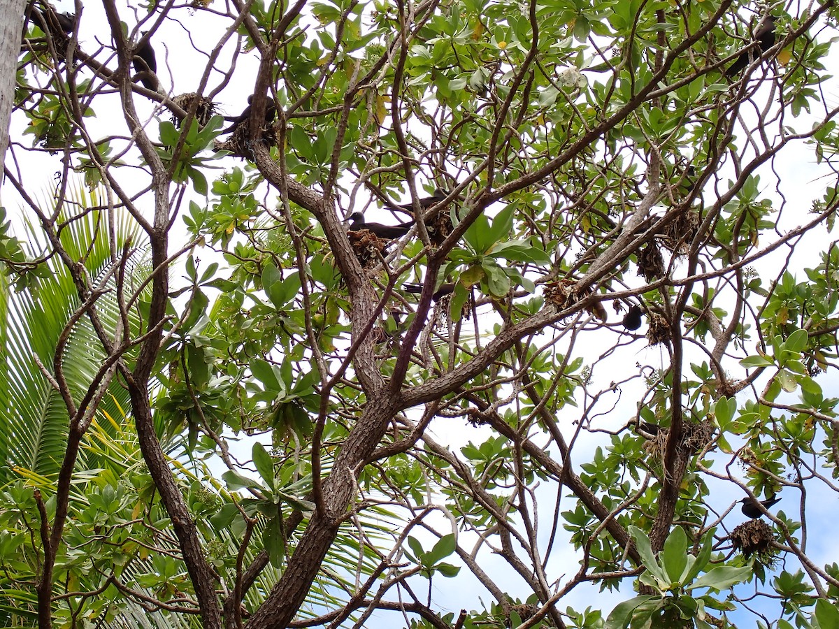 Brown Noddy - ML610414292