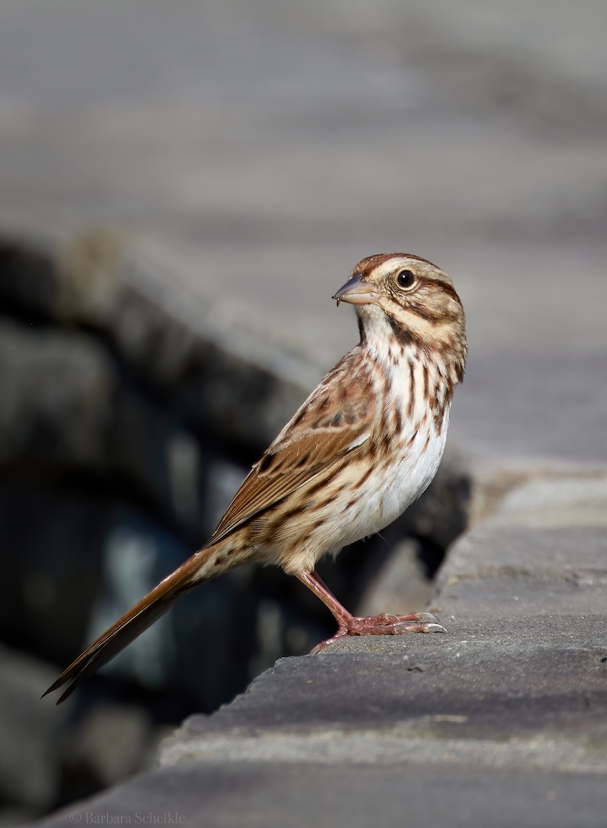 Song Sparrow - ML610414319